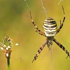 Zebraspinne-Garten_Aug