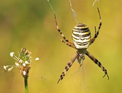 Zebraspinne-Garten_Aug