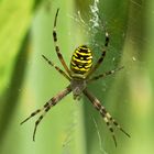 Zebraspinne im Garten 1