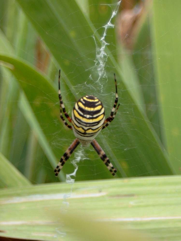 Zebraspinne im Garten