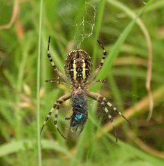 Zebraspinne im Gras