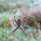 Zebraspinne im Morgentau