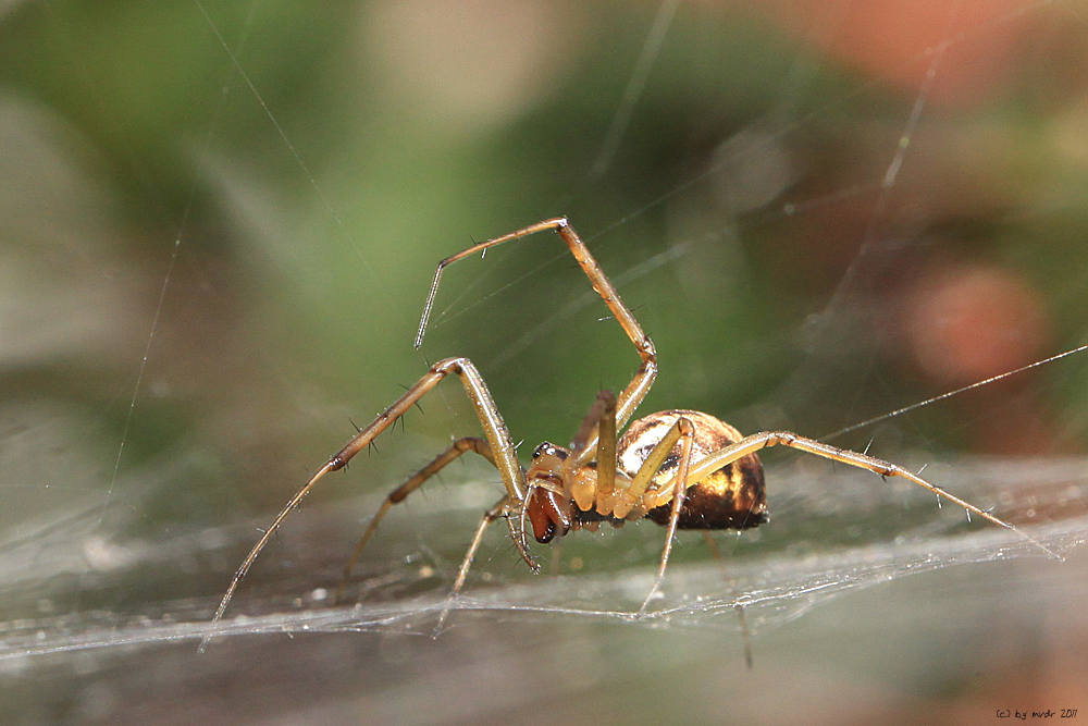 Zebraspinne im Netz