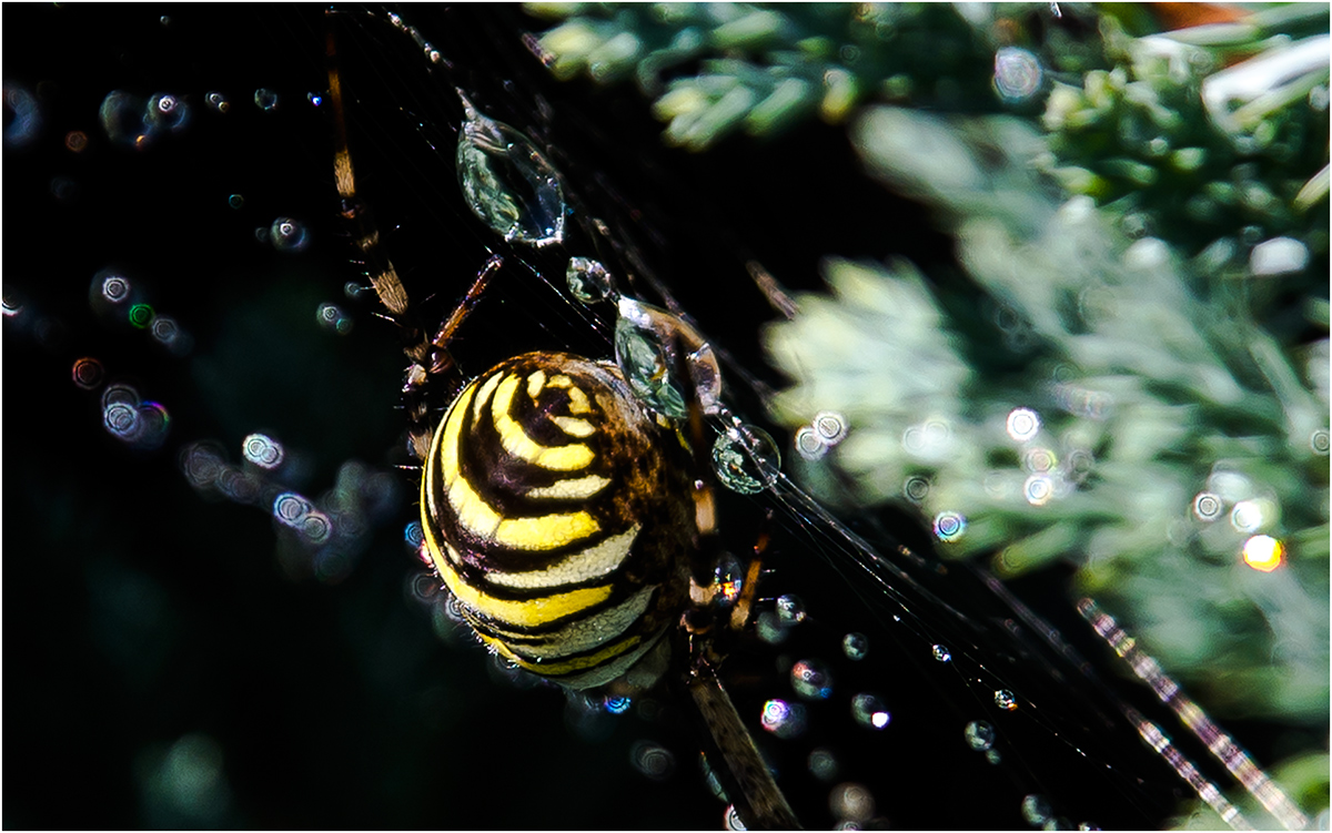 Zebraspinne im Regen