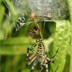 Zebraspinne mit 2 Männchen