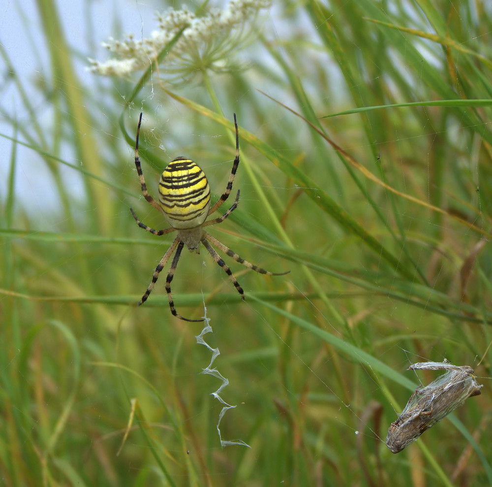 Zebraspinne mit Beute