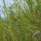 Zebraspinne mit Beute