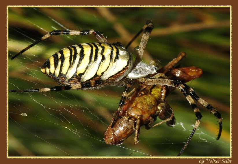 Zebraspinne mit Beute