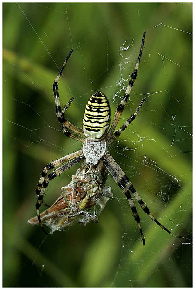 Zebraspinne mit Beutepaket (Heuschrecke)