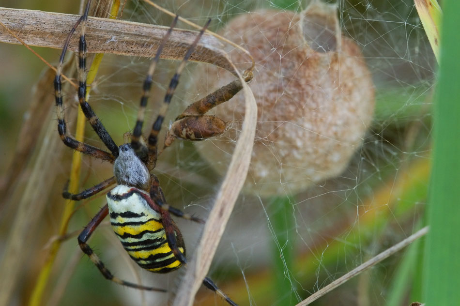 Zebraspinne mit Kokon