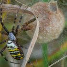 Zebraspinne mit Kokon