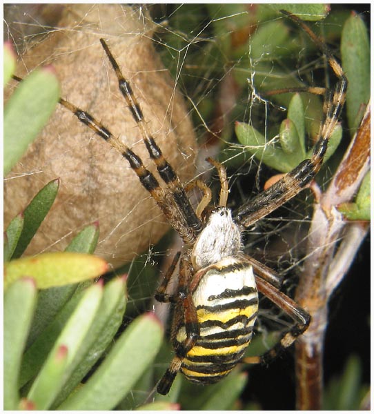 Zebraspinne mit Kokon