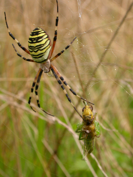 Zebraspinne mit "Vorrat"