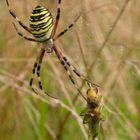 Zebraspinne mit "Vorrat"