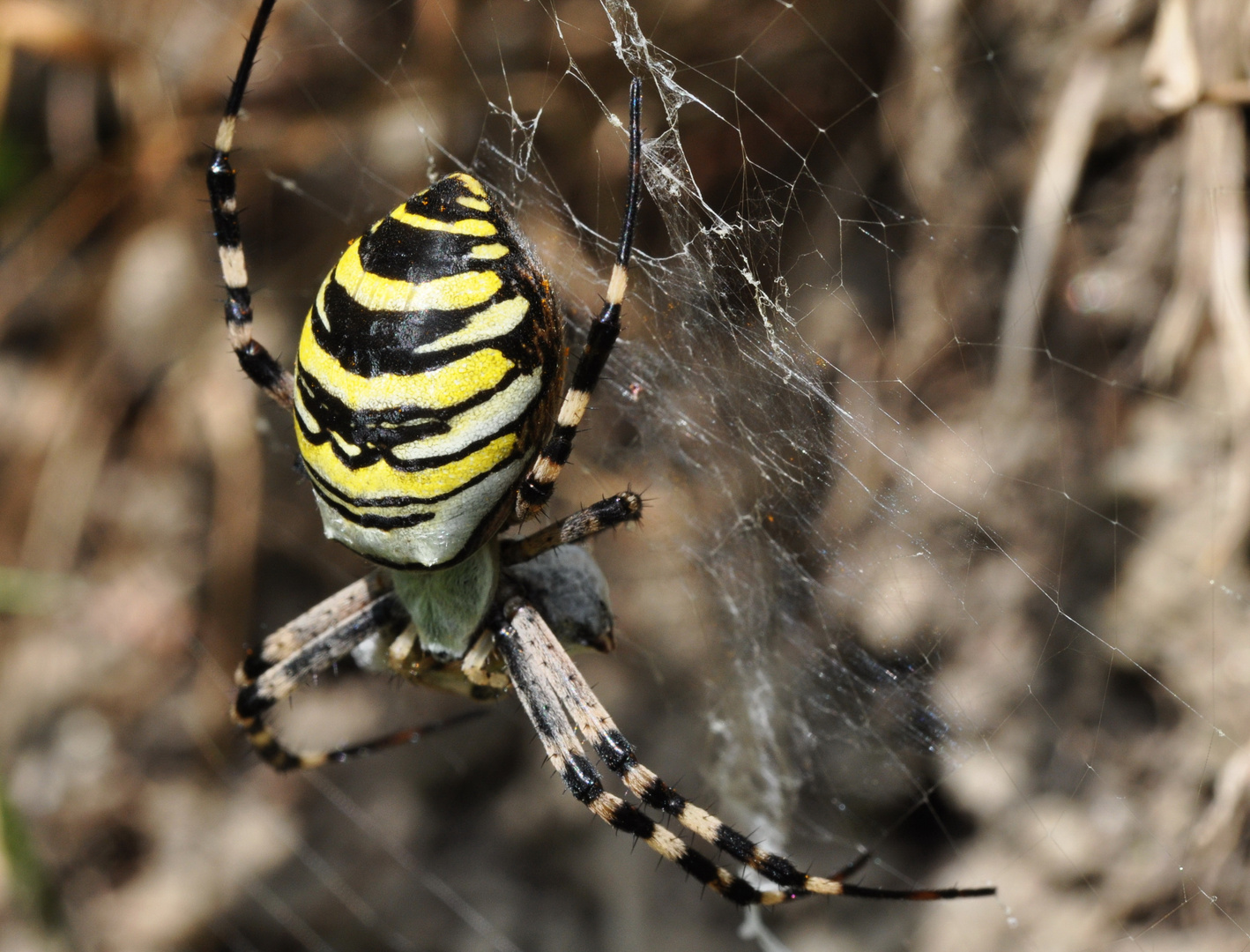 Zebra....spinne oder