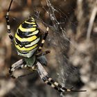 Zebra....spinne oder