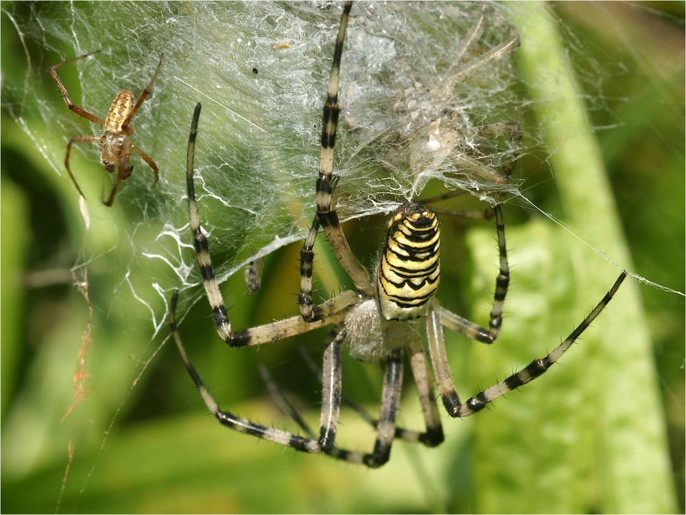 Zebraspinne -  Paarungsverhalten