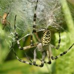 Zebraspinne -  Paarungsverhalten