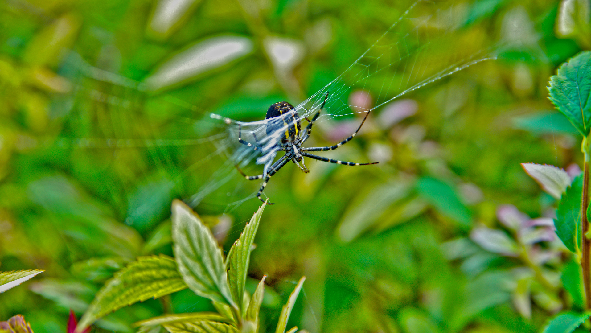 Zebraspinne, Tigerspinne oder Seidenbandspinne,Wespenspinne