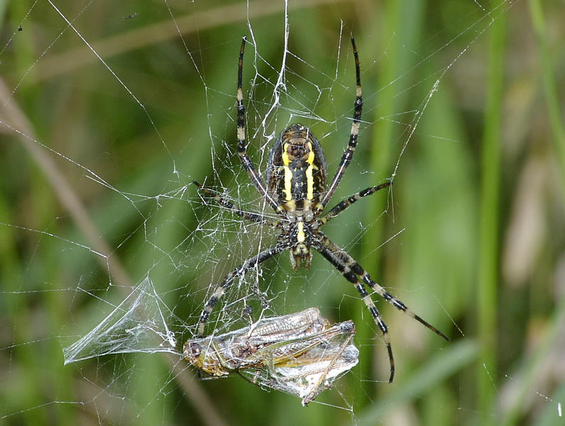 Zebraspinne (Unterseite) mit erbeutetem Grashüpfer