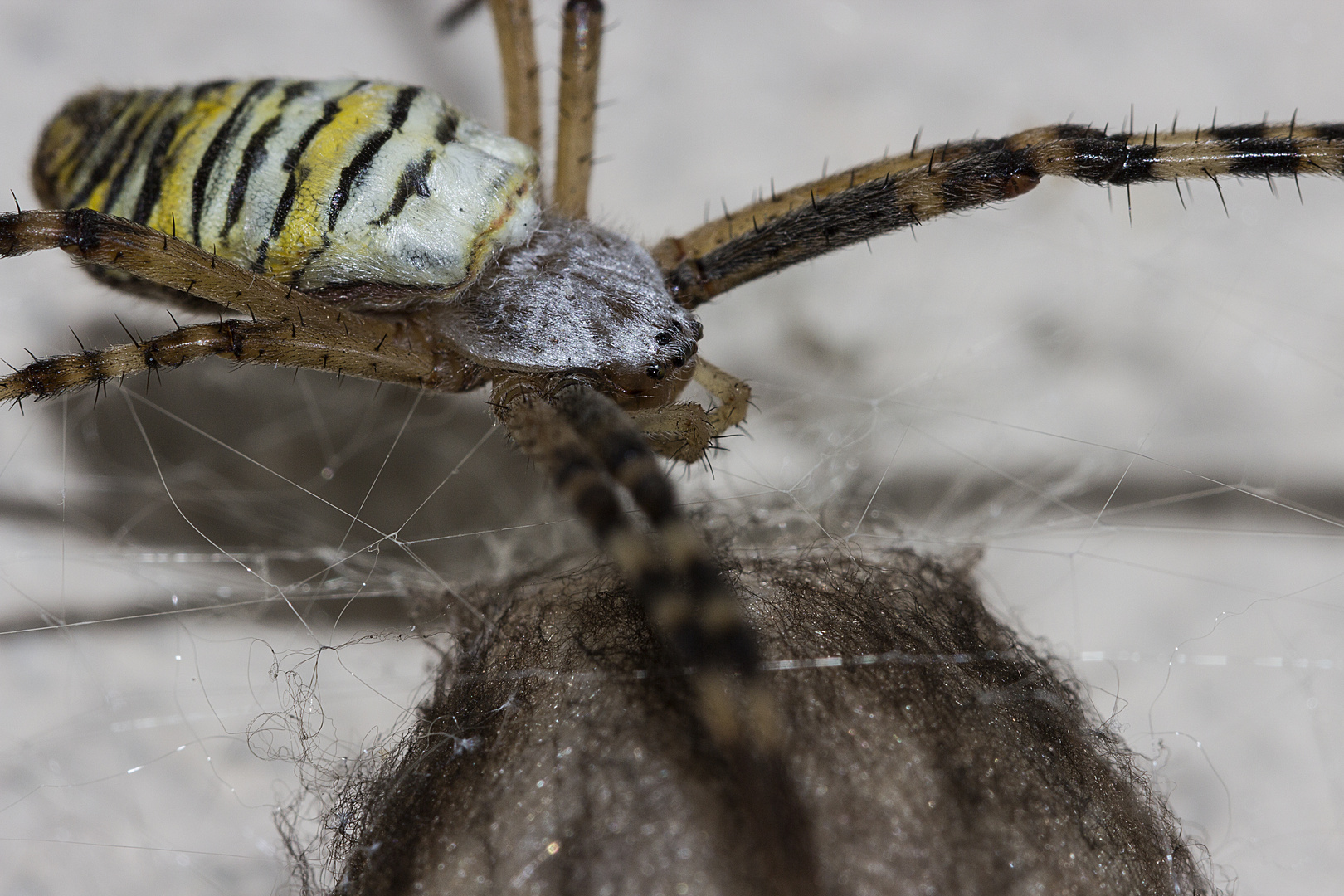 Zebraspinne vor ihrem Gespinst(Nest)