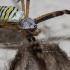 Zebraspinne vor ihrem Gespinst(Nest)