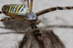 Zebraspinne vor ihrem Gespinst(Nest)