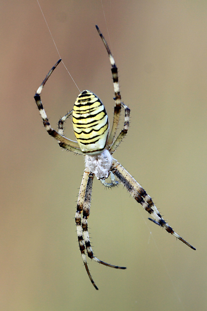 Zebraspinne (Weibchen)