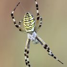 Zebraspinne (Weibchen)