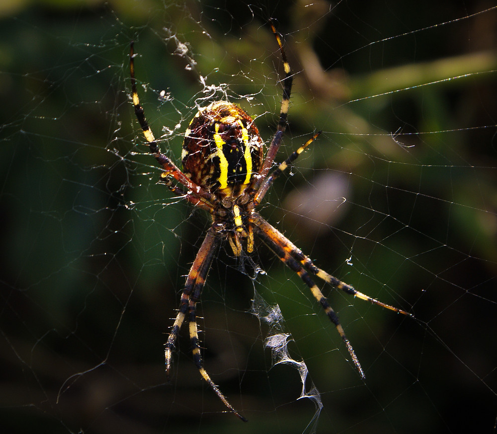 Zebraspinne / Wespenspinne