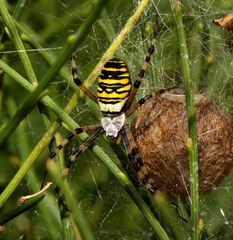 Zebraspinne (Wespenspinne)