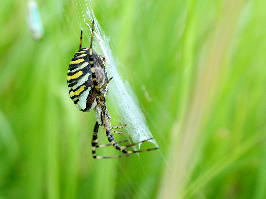 Zebraspinne/ Wespenspinne