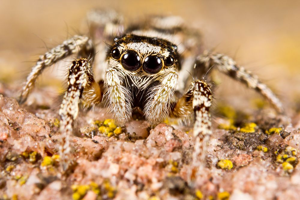 Zebraspringspinne von Schuller Sorin 