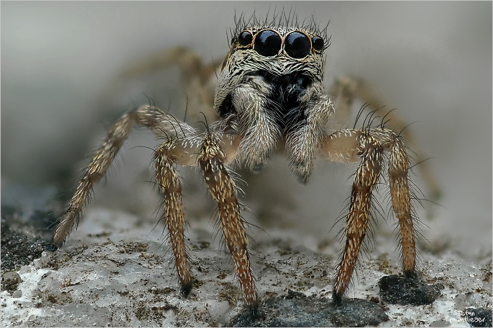 Zebraspringspinne