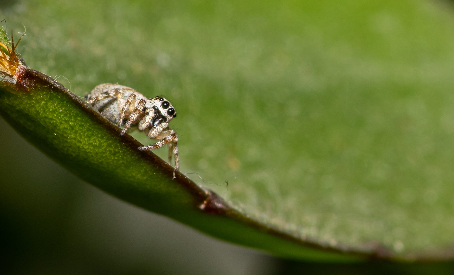 Zebraspringspinne