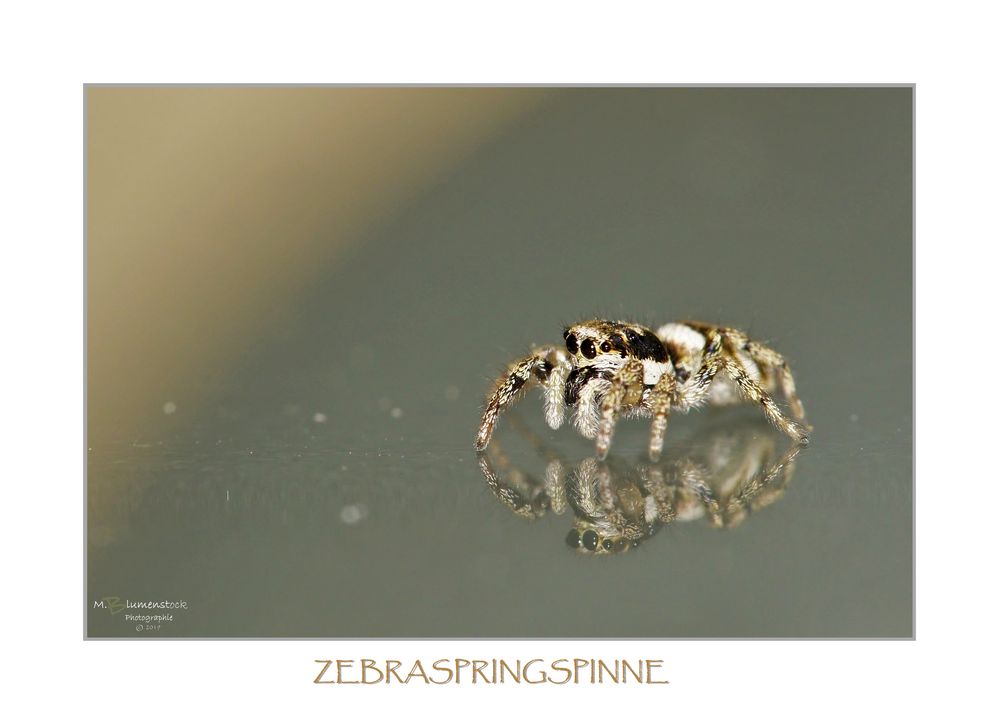 Zebraspringspinne