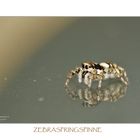 Zebraspringspinne