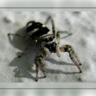 Zebraspringspinne