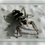 Zebraspringspinne