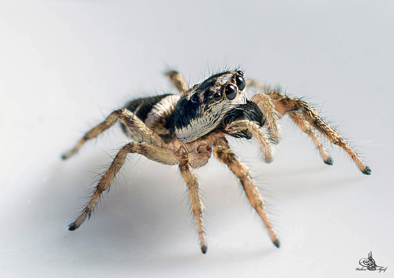 ZebraSpringspinne