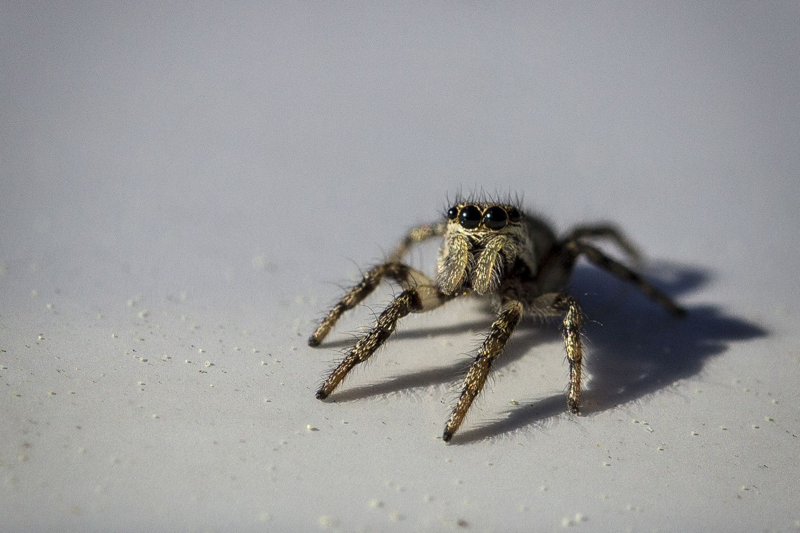 Zebraspringspinne 