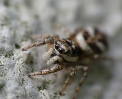 Zebraspringspinne