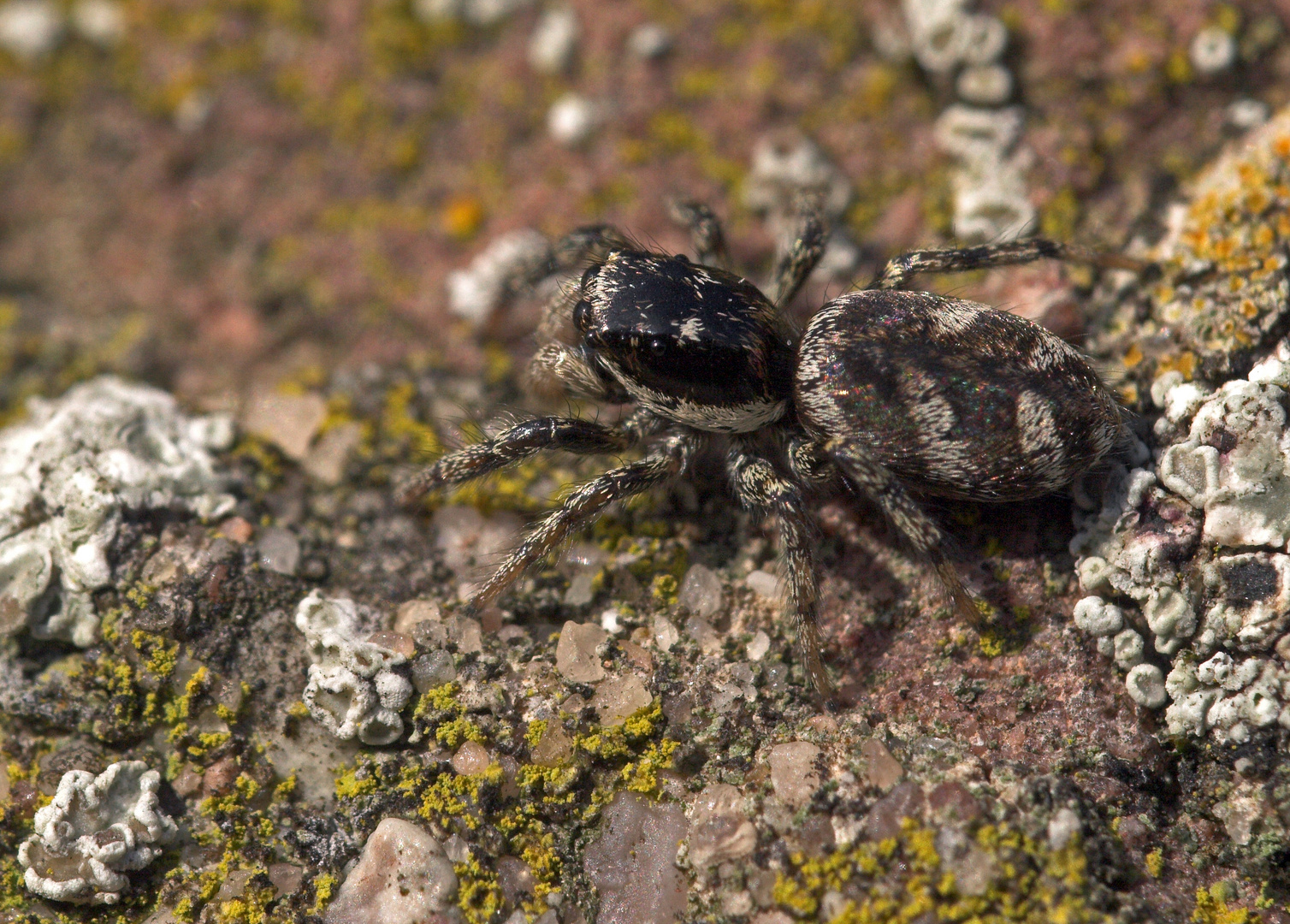 Zebraspringspinne