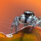 Zebraspringspinne auf Ahornblatt