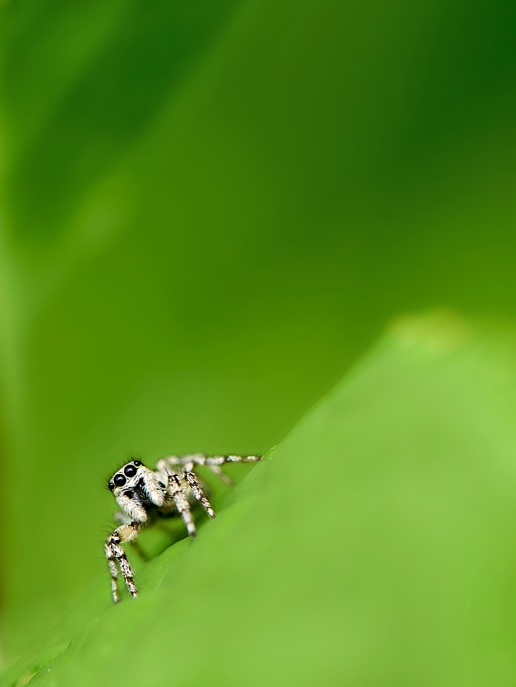 Zebraspringspinne auf Himbeerblatt