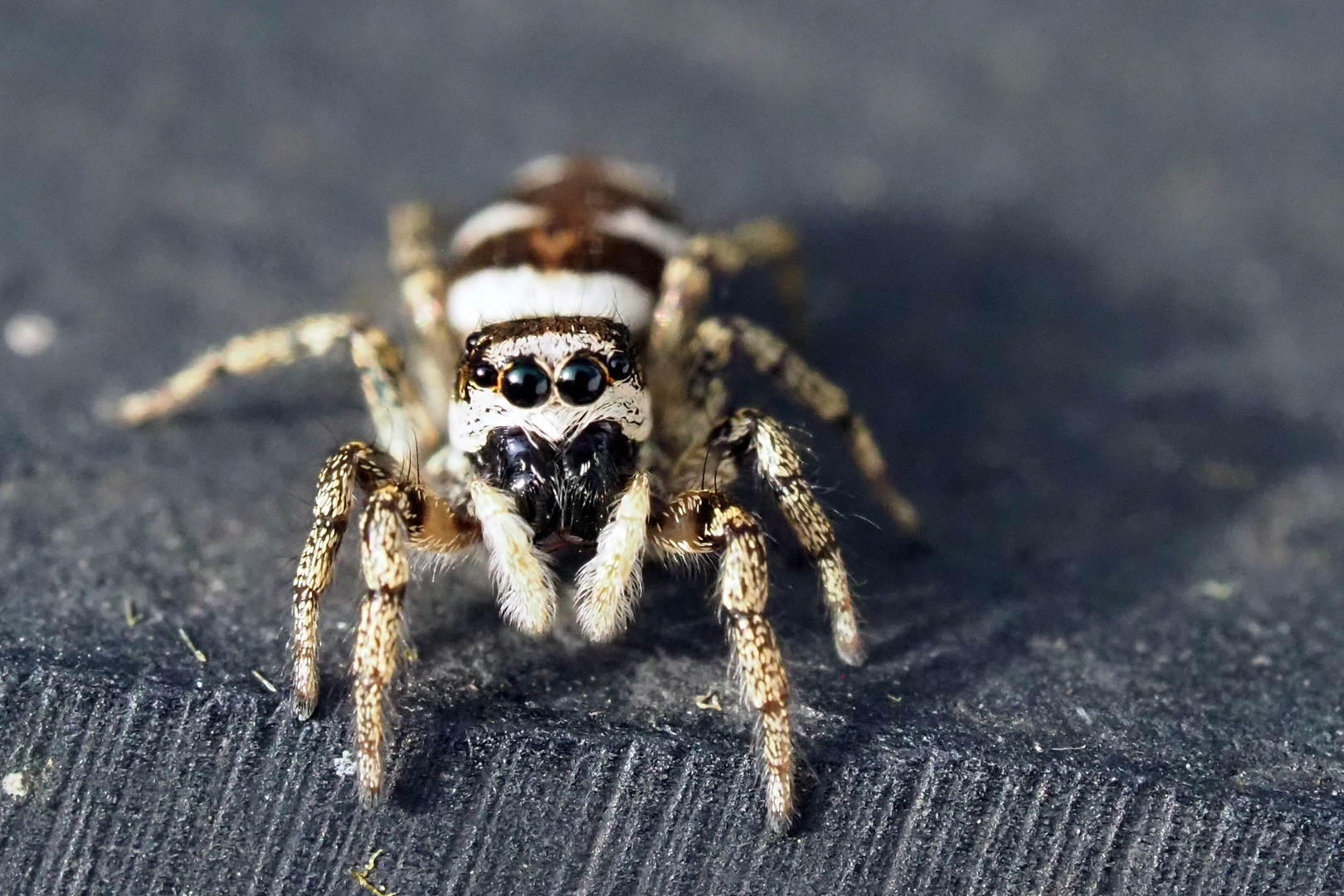 Zebraspringspinne