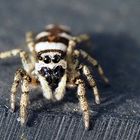 Zebraspringspinne