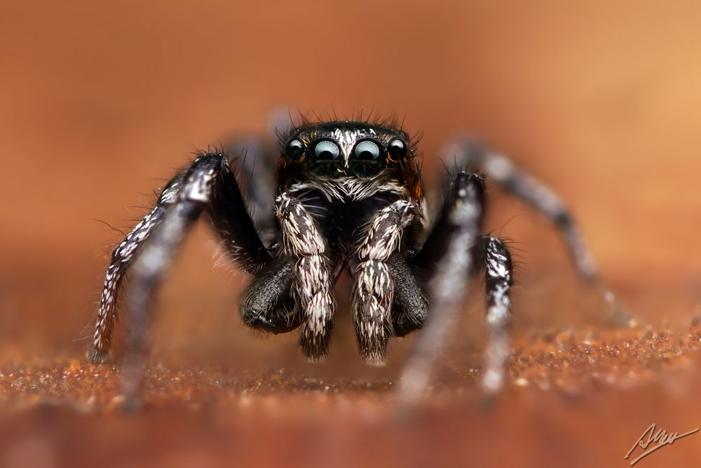 Zebraspringspinne (Männchen)