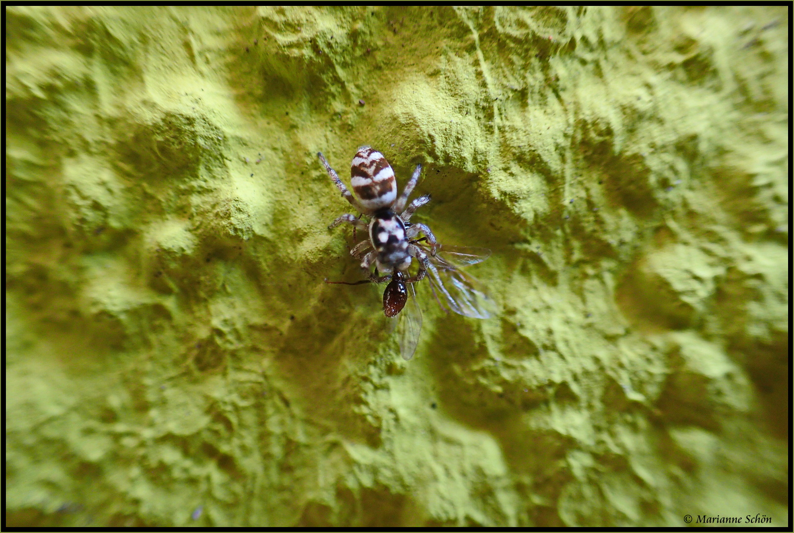 Zebraspringspinne mit Beute ...