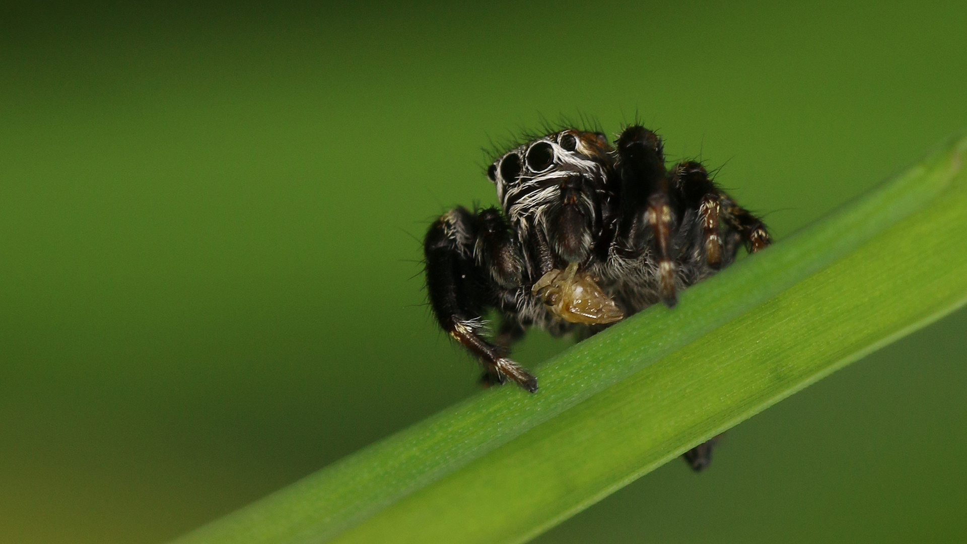 Zebraspringspinne mit Beute